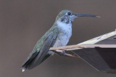 Immature male Black-chinned?   Black-chinned x Broad-tailed?