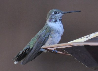 Immature male Black-chinned?   Black-chinned x Broad-tailed?