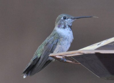 Immature male Black-chinned?   Black-chinned x Broad-tailed?