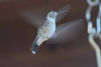 Immature male Black-chinned?   Black-chinned x Broad-tailed?