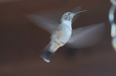 Immature male Black-chinned?   Black-chinned x Broad-tailed?