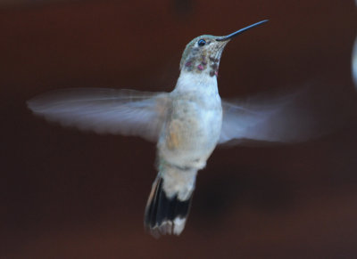 Hummingbird ID Problem