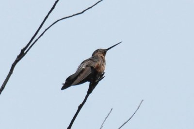 Giant Hummingbird, Tumbaco, Ecuador