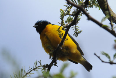 Golden-rumped Euphonia, Tumbaco, Ecuador