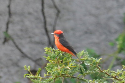 Vermilion Flycatcher, Tumbaco