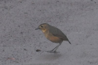 Tawny Antpitta, Papallacta Pass, El. ~14,000 ft.