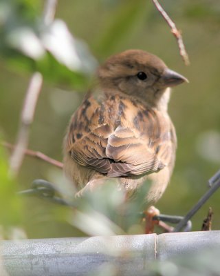 Bird Watching 20 Jan 2011