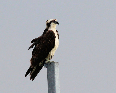 pbase 07 20110120_238 osprey.jpg