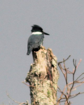 Bird Watching 20 Jan 2011