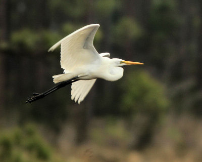 pbase 03 IMG_0780 cropped egret.jpg