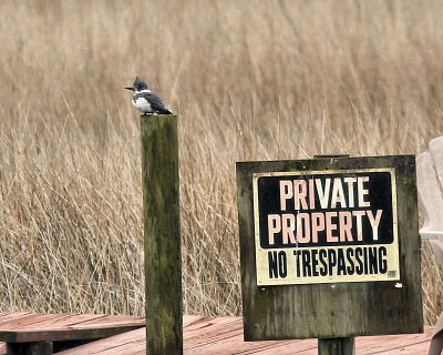 bird_watching_10_feb_2010