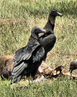 vultures