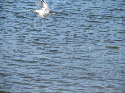 01 - IMG_2067 - full image for  pbase.jpg
