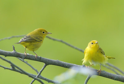 Pair of young Yellow Warblers