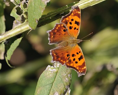 Comma Butterfly