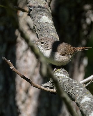 House Wren