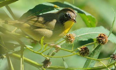 Common Yellowthroat Warbler (Male in Fall Colors)