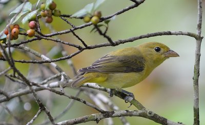 Scarlet Tanager (Fall Plumage)