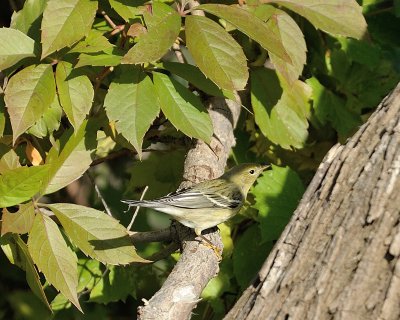 Blackpoll Warbler (Fall Plumage)