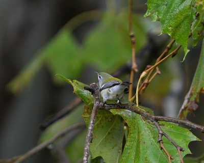 Northern Parula Warbler ( in Fall Colors )