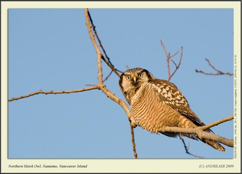 _D3A0745cscr.jpg