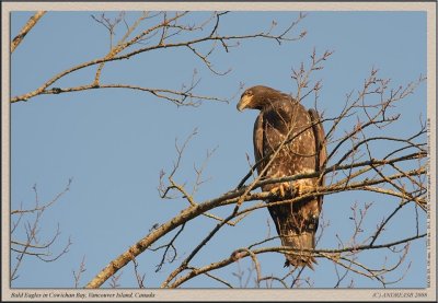 _D3A7036cscr.jpg
