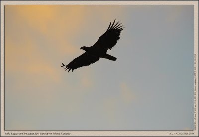 _D3A7101cs.jpg