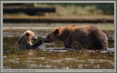 grizzly_bears_at_glendale_cove