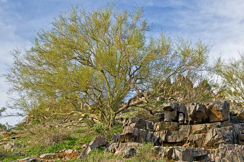 Palo verde tree