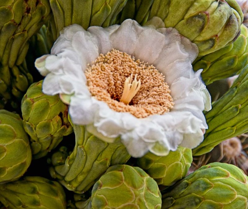 Cactus flower and buds