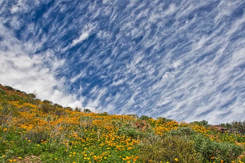 Desert wildflowers