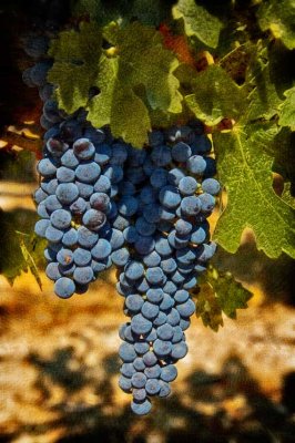 Grape cluster painted