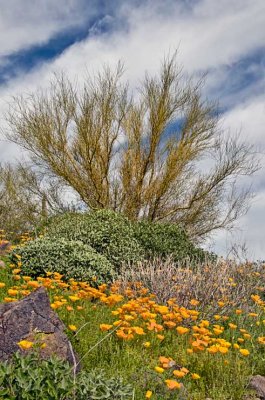 Poppies