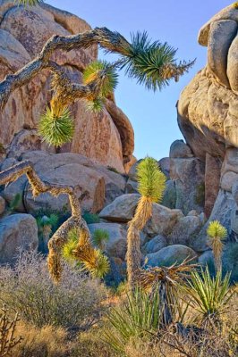 Joshua Tree National Park