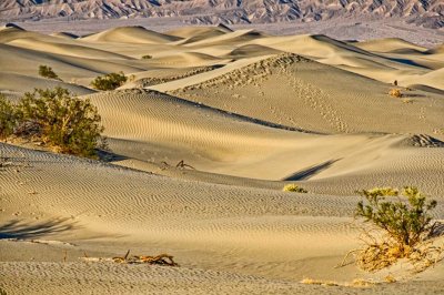 Sand Dunes, late afternoon