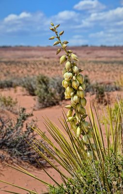 In the desert