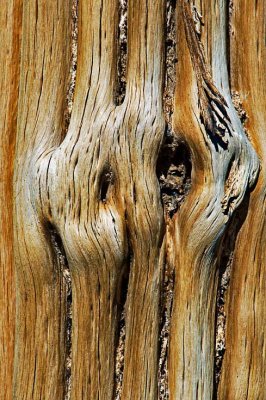 Saguaro skeleton
