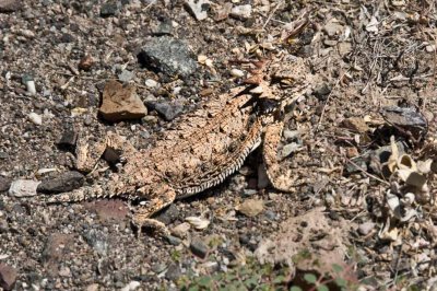 Horned Toad