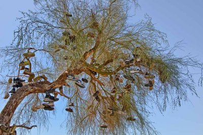 Shoe tree on Route 66