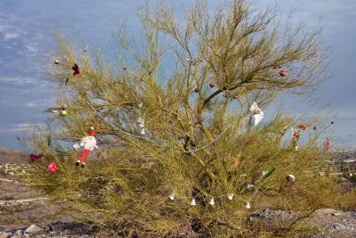 Christmas Palo Verde