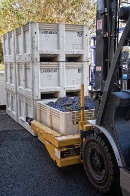 Bringing the grapes to Larkmead Winery for the crush