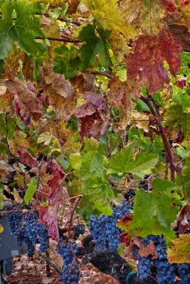The Grapevine