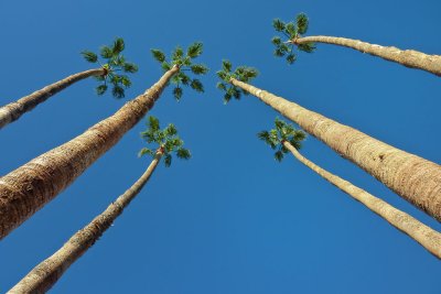 Palm forest