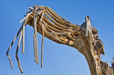 Saguaro skeleton