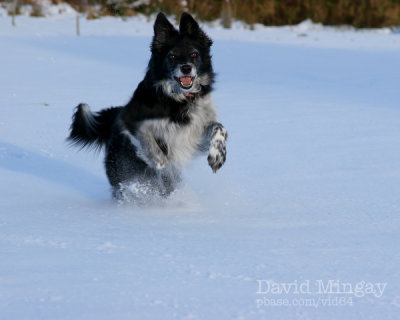 Feb 6: Rosie loves snow