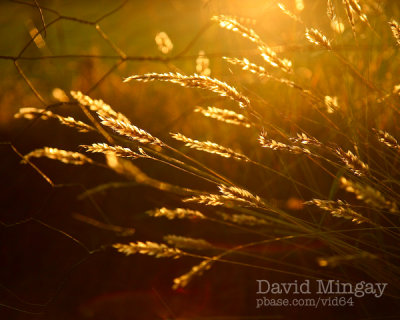 Jun 27: Sunset Grass