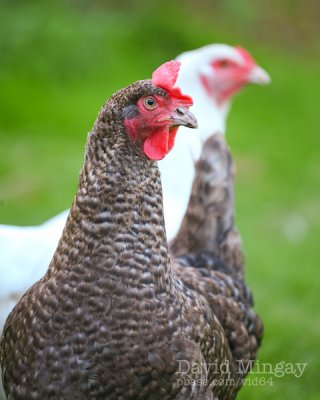 Sep 12: Chooks