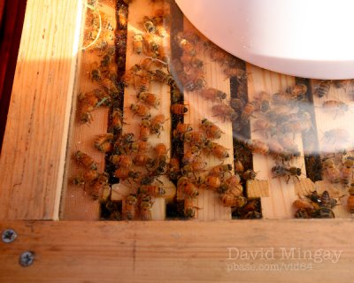 Jun 12: At home with the bees