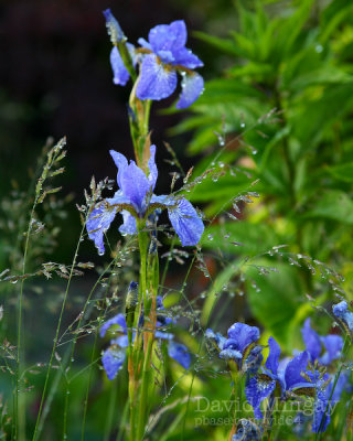Jun 22: Flower