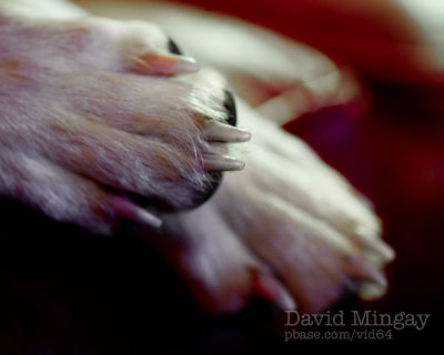 Feet